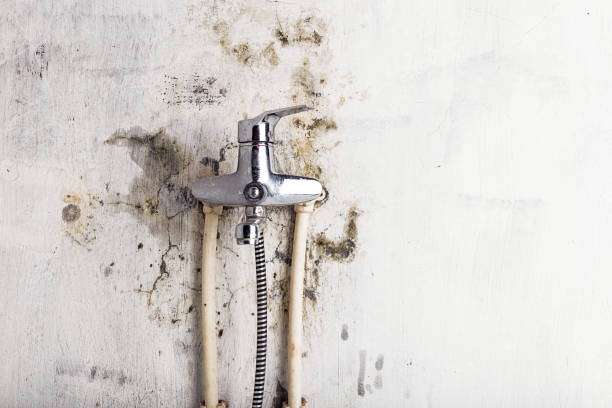 Best Fast Mold Removal  in East Bernard, TX