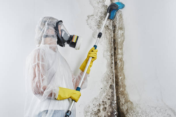Best Affordable Mold Removal  in East Bernard, TX