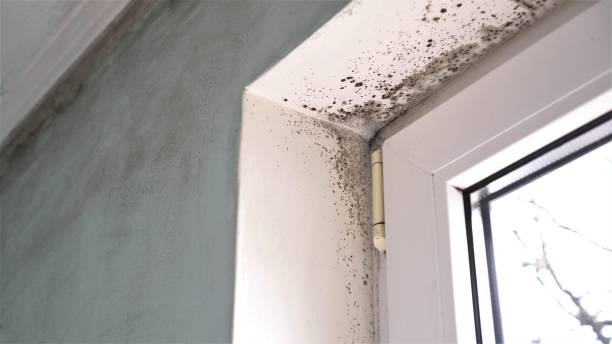 Best Mold Cleaning Services  in East Bernard, TX