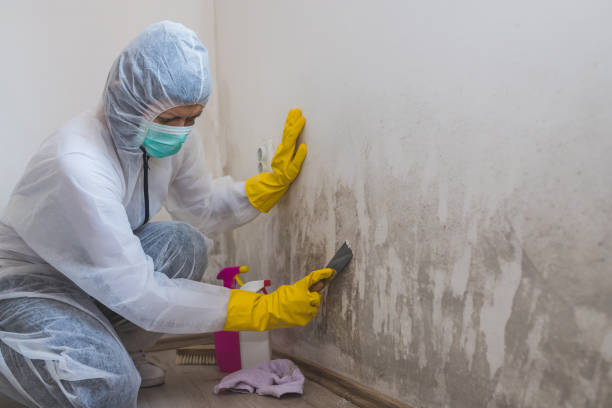 Best Home Mold Removal  in East Bernard, TX