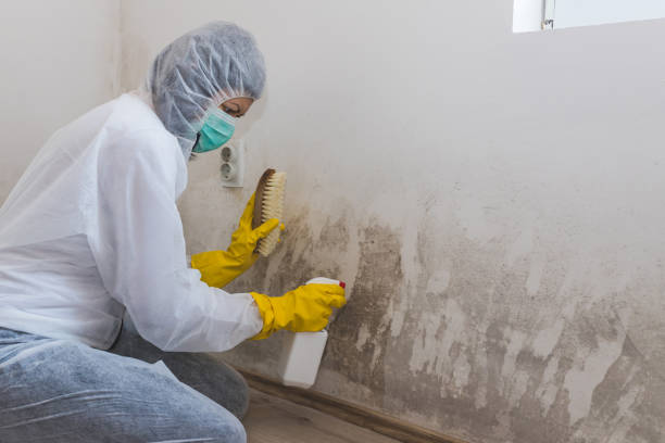 Best Attic Mold Removal  in East Bernard, TX