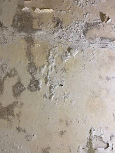 Best Same-Day Mold Removal  in East Bernard, TX