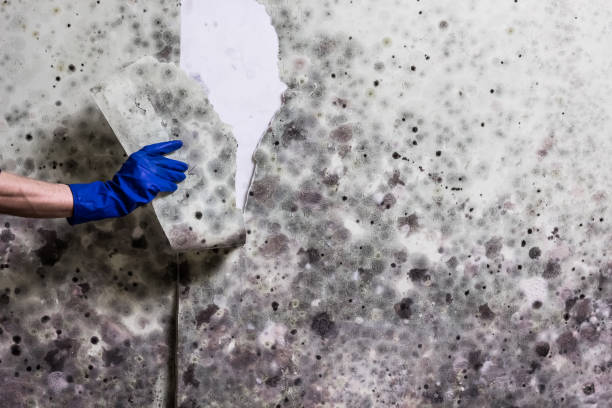 Best Affordable Mold Removal  in East Bernard, TX